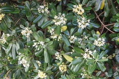 Pittosporum tobira