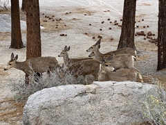 Odocoileus hemionus inyoensis