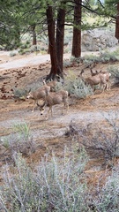 Odocoileus hemionus inyoensis