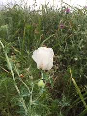 Argemone albiflora texana
