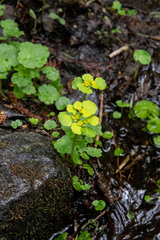 Chrysosplenium serreanum