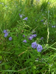 Scutellaria integrifolia