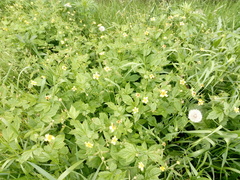 Geum urbanum