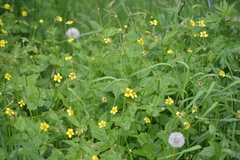 Geum urbanum