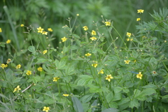 Geum urbanum