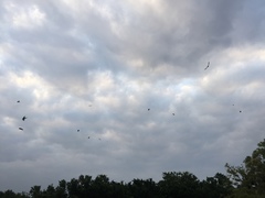 Petrochelidon pyrrhonota