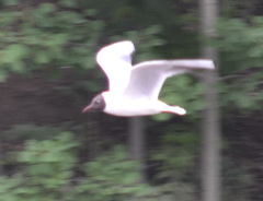 Chroicocephalus ridibundus