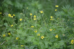 Geum urbanum