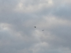 Petrochelidon pyrrhonota