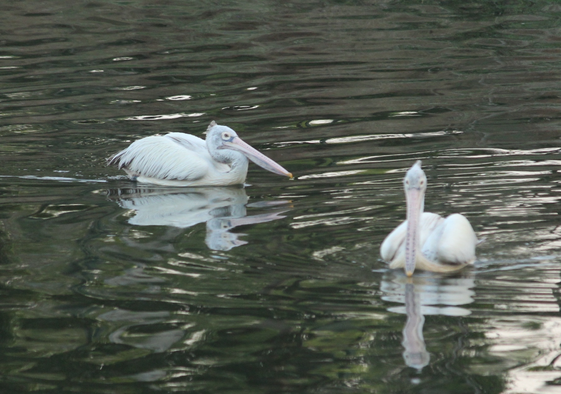 Spot-billed Pelican