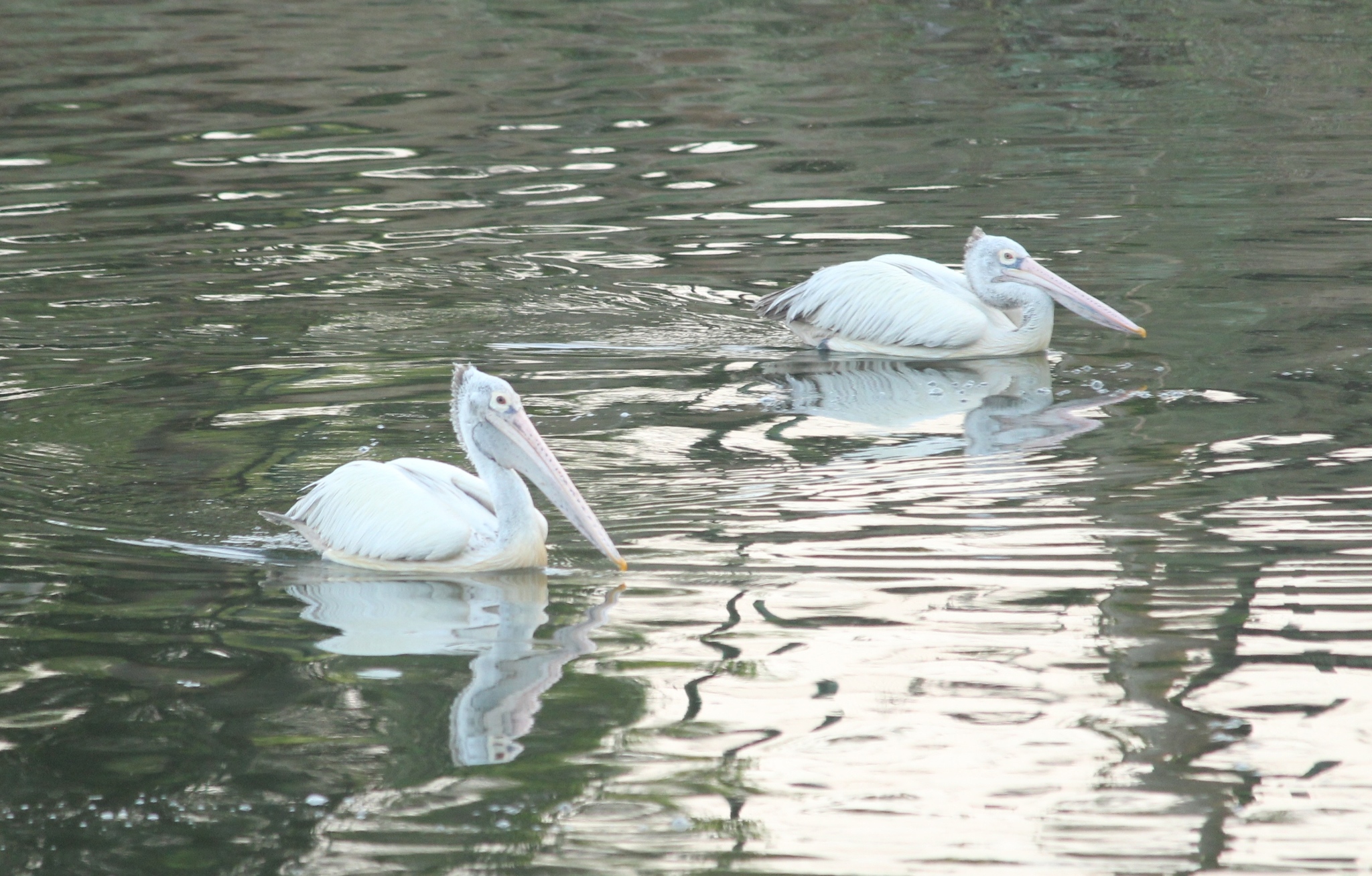 Spot-billed Pelican