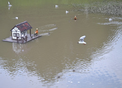 Chroicocephalus ridibundus