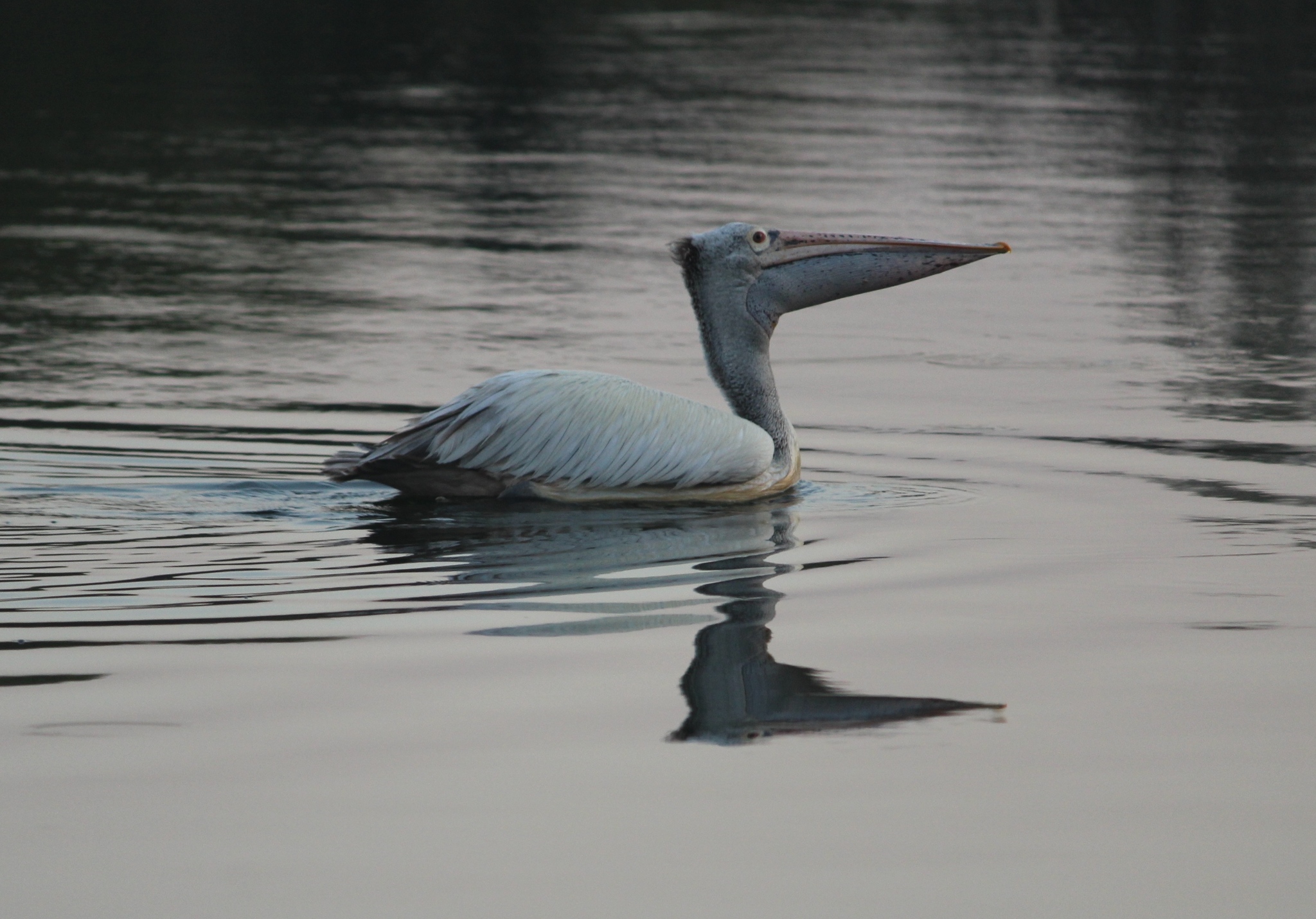 Spot-billed Pelican