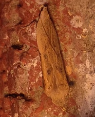 Mesophleps adustipennis