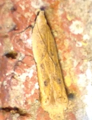 Mesophleps adustipennis