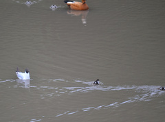 Chroicocephalus ridibundus