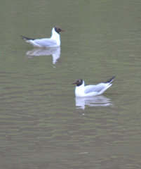 Chroicocephalus ridibundus