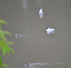 Chroicocephalus ridibundus