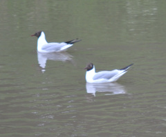 Chroicocephalus ridibundus