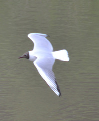 Chroicocephalus ridibundus