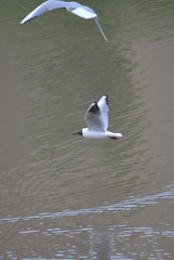 Chroicocephalus ridibundus