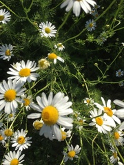 Matricaria