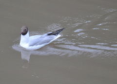Chroicocephalus ridibundus