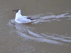 Chroicocephalus ridibundus
