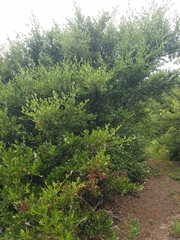 Ceanothus thyrsiflorus thyrsiflorus