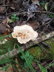 Cymatoderma caperatum