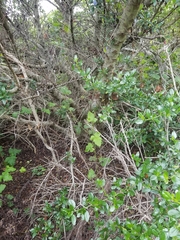 Ceanothus thyrsiflorus thyrsiflorus