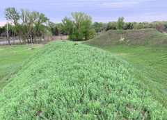 Lathyrus polymorphus
