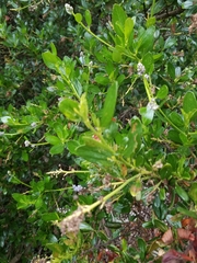 Ceanothus thyrsiflorus thyrsiflorus