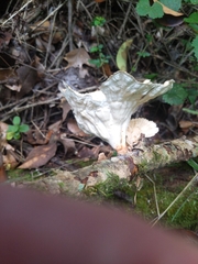 Cymatoderma caperatum