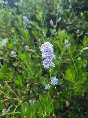 Ceanothus thyrsiflorus thyrsiflorus