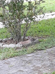 Leporidae