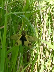 Libelloides longicornis