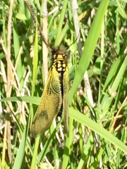 Libelloides longicornis