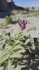 Astragalus crotalariae