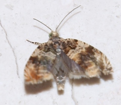 Celypha flavipalpana