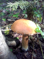 Leccinum