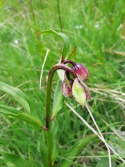 Lilium martagon