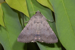 Pandesma quenavadi