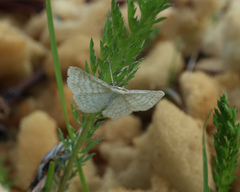 Idaea pallidata