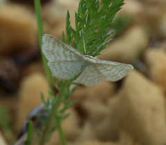 Idaea pallidata