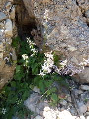 Petromarula pinnata