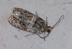 Celypha flavipalpana