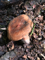 Lactarius mutabilis
