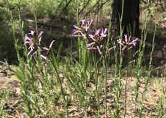 Boechera divaricarpa