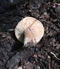Lactarius mutabilis
